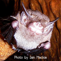 Craseonycteris thonglongyai